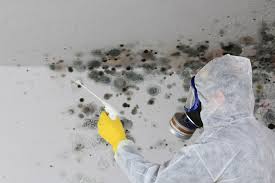 Best Mold Removal for HVAC Installations in La Vernia, TX